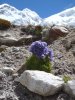 Everest a otázka pro botaniky